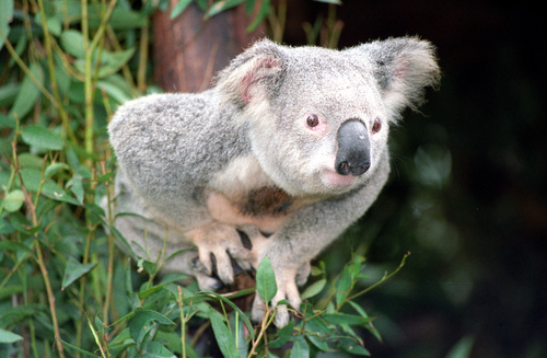 Koala 1