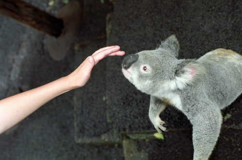 Koala 2