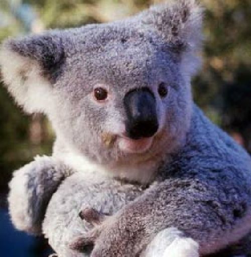 Koala.jpg